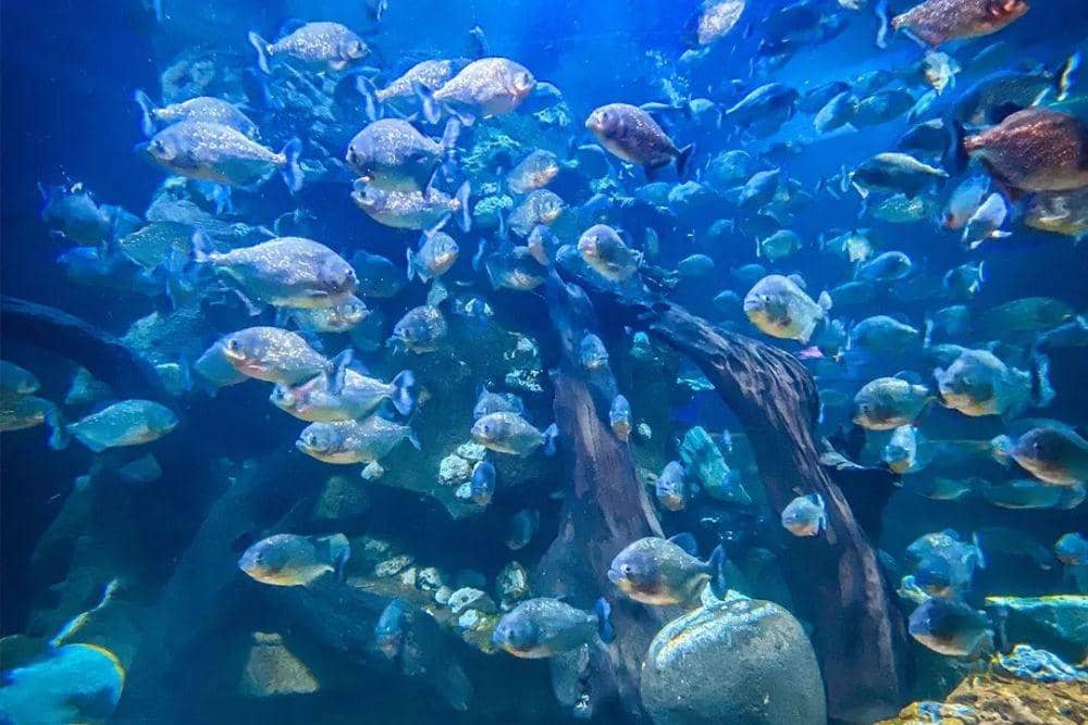 instagram.com/seaworld.ancol