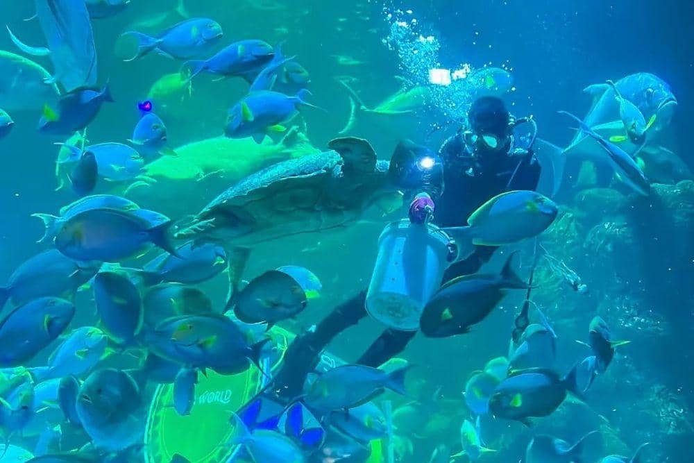 instagram.com/seaworld.ancol