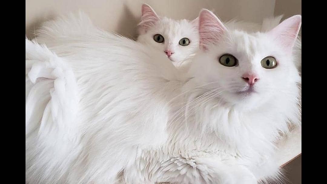 Youtube.com/Maaz Ahmad