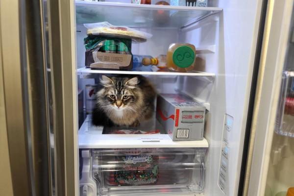 10+ Potret Kucing Sedang Nongkrong di Kulkas, Ngapain?!