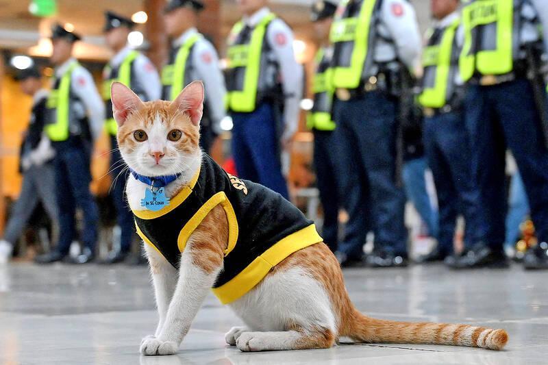 Kenalkan Conan, Kucing Penjaga di Gedung Perkantoran Filipina