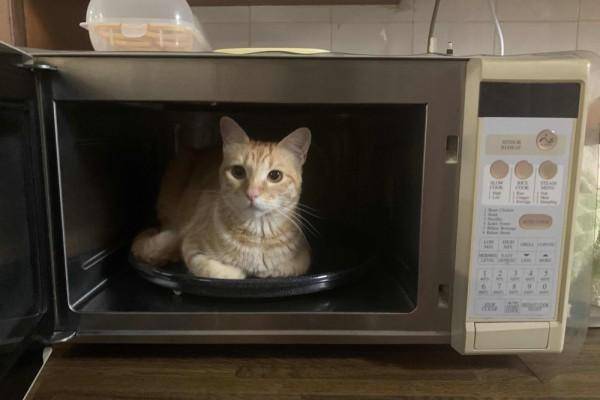 10 Potret Kucing Sedang Bersantai di Dalam Microwave, Berani Banget!