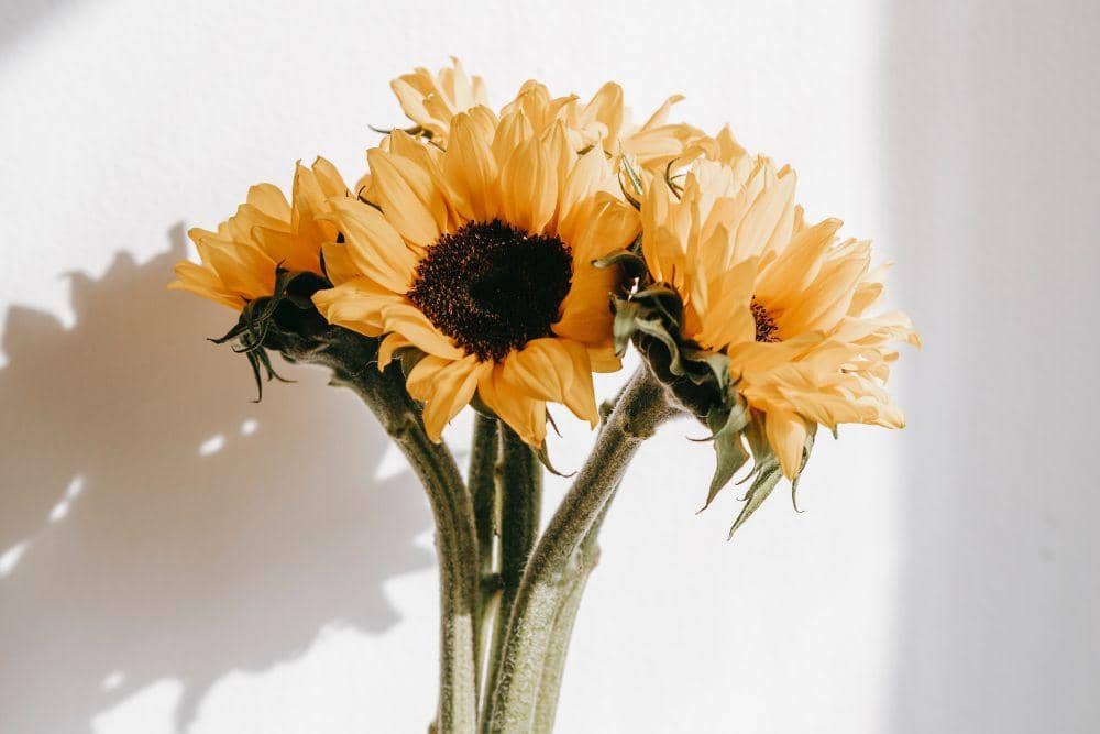 pexels.com/teona-swift