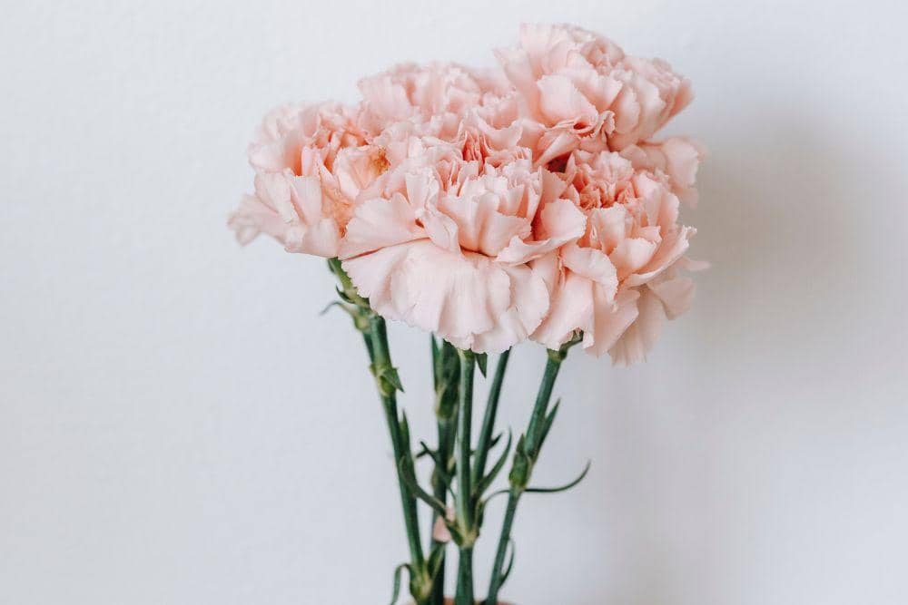 pexels.com/teona-swift