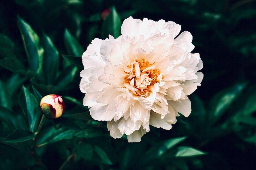 Pexels.com/Anna Romanova