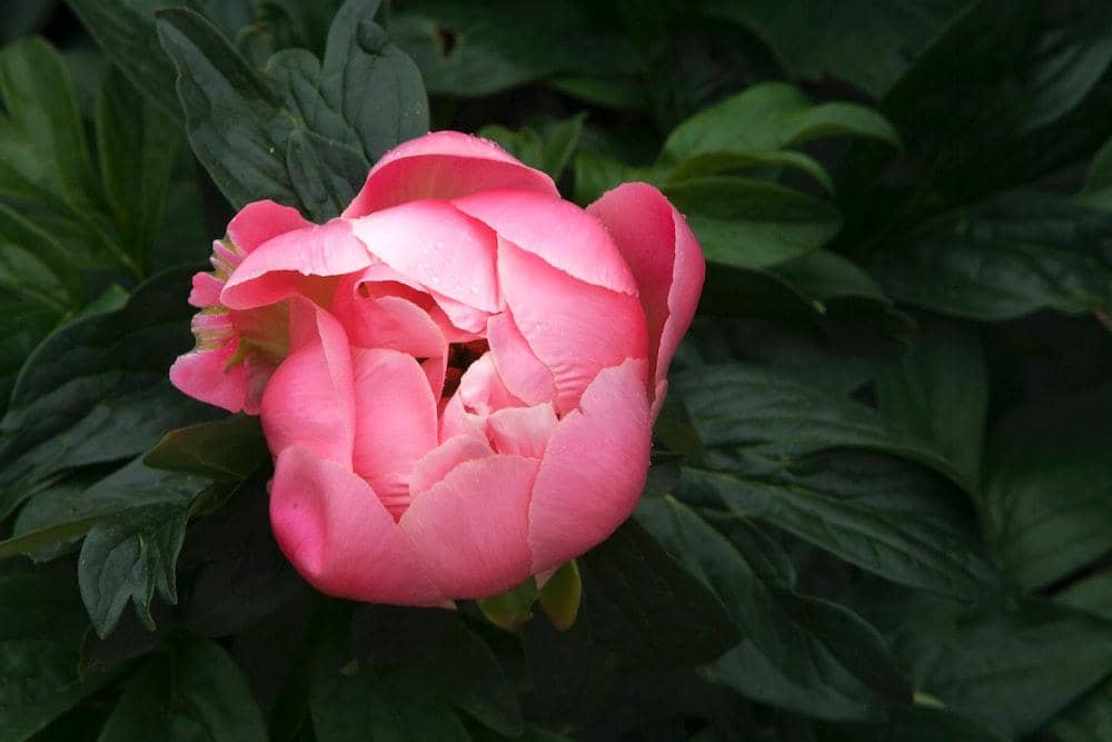 Pexels.com/Jeffry Surianto