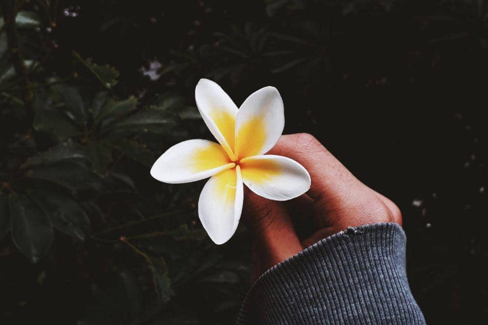 pexels.com/raphael-brasileiro