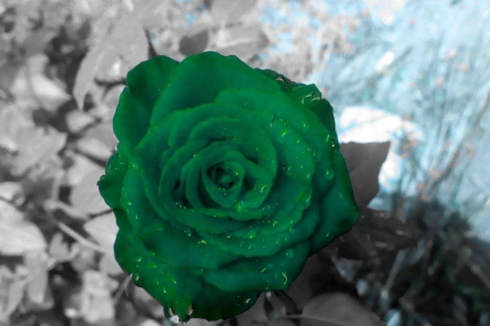 commons.wikimedia.org/JesnaThomas