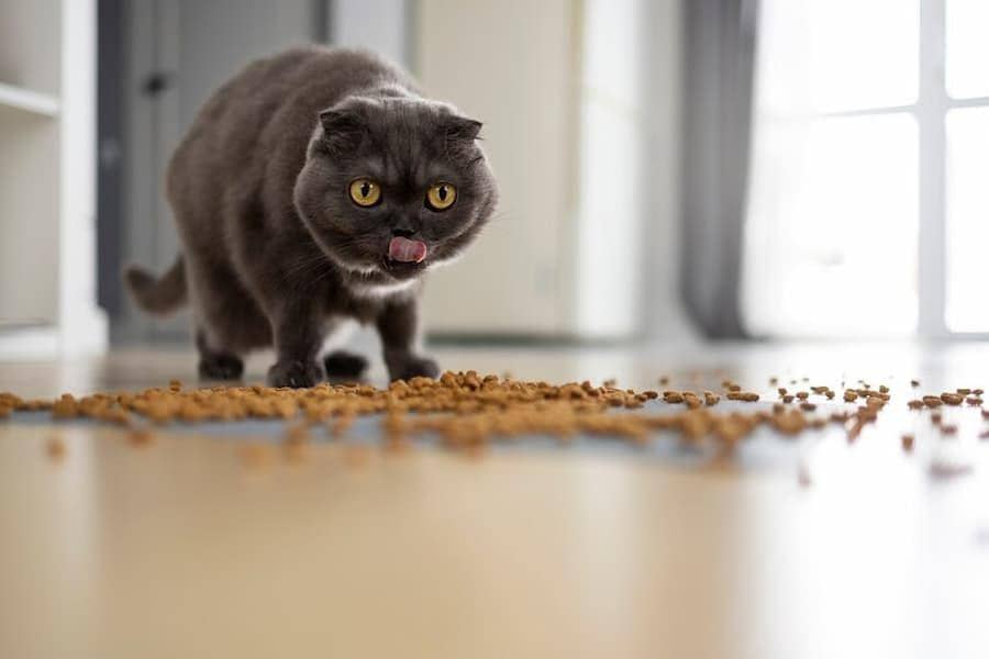 5 Makanan Kucing Persia Terbaik agar Bulu Panjang dan Halus