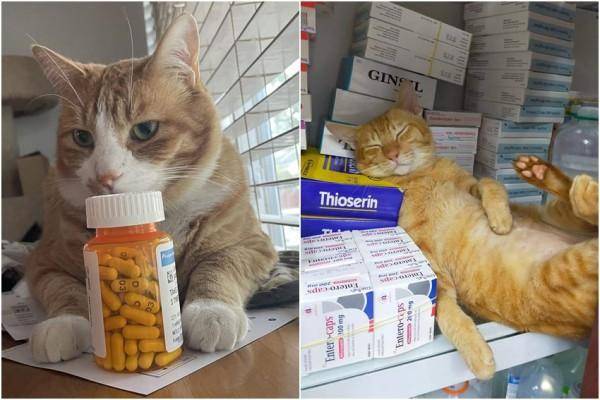 10+ Potret Lucu Kucing Kerja di Apotek, Jual Obat Pelipur Lara?