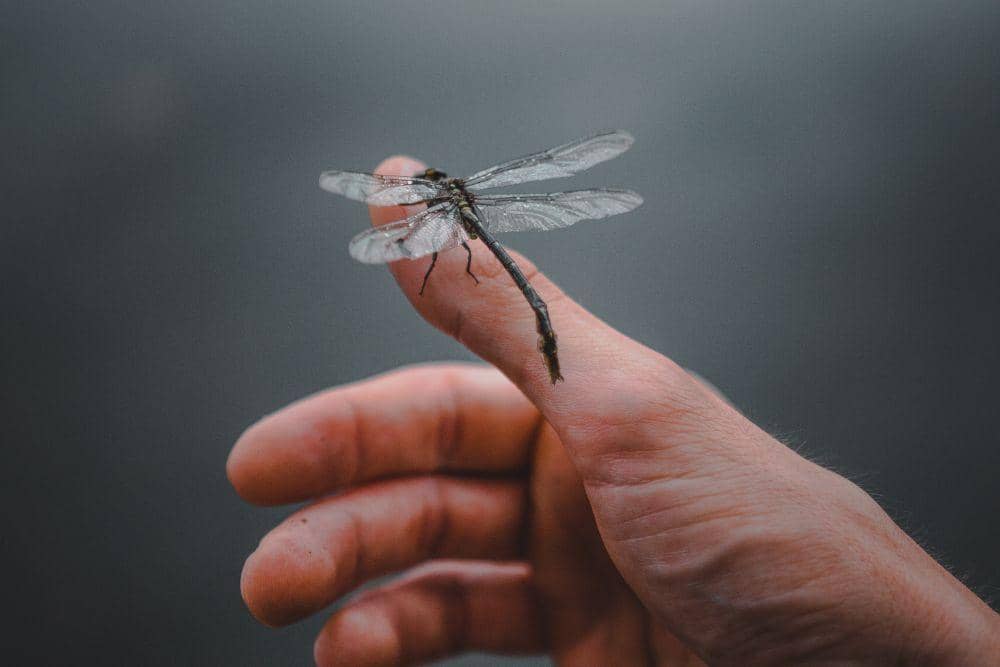 pexels.com/josh-hild