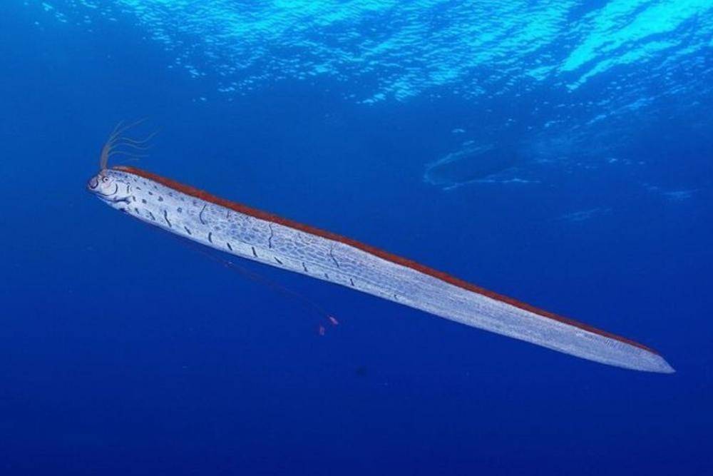 9 Fakta Ikan Kiamat, Disebut Utusan dari Istana Dewa Laut