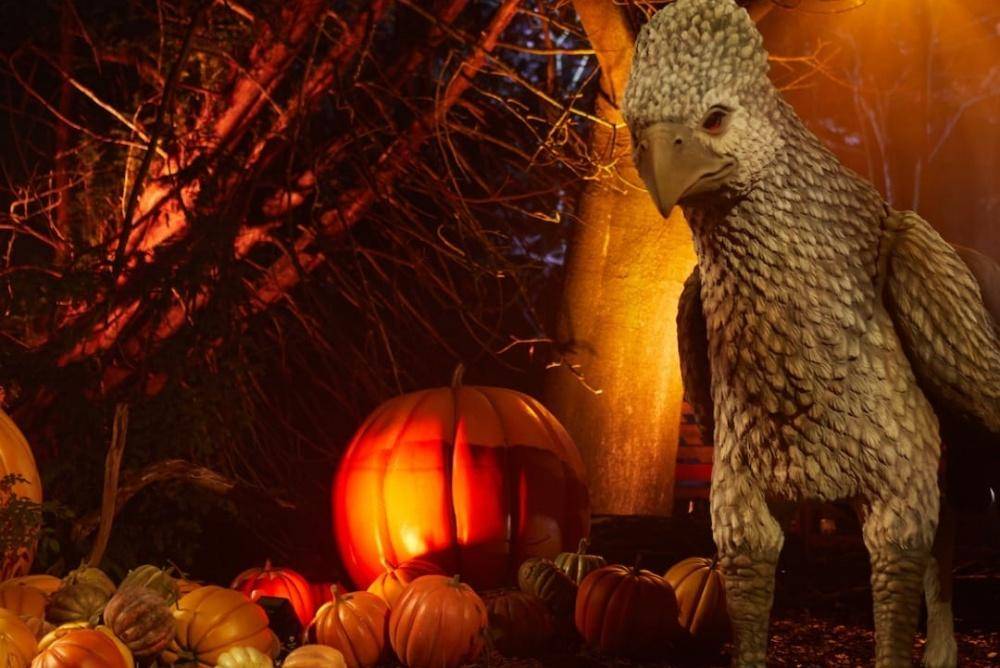 Instagram.com/hpforbiddenforestexperience