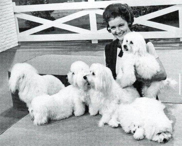 American Kennel Club