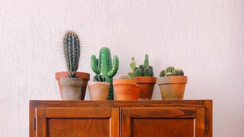 tanaman hias yang berduri