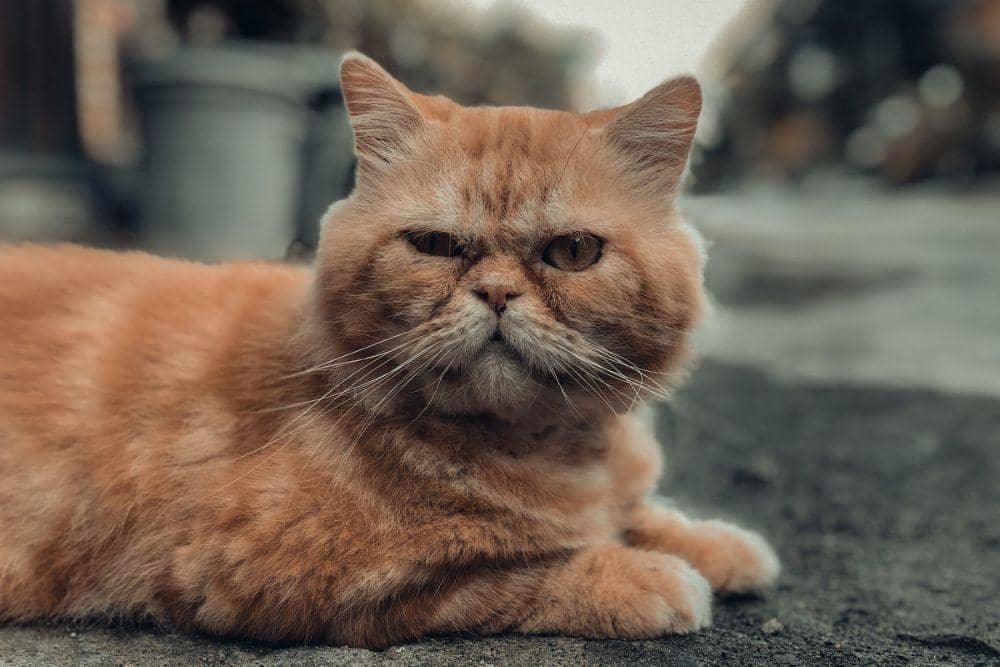 pexels.com/Abi Ikhwanurridlo