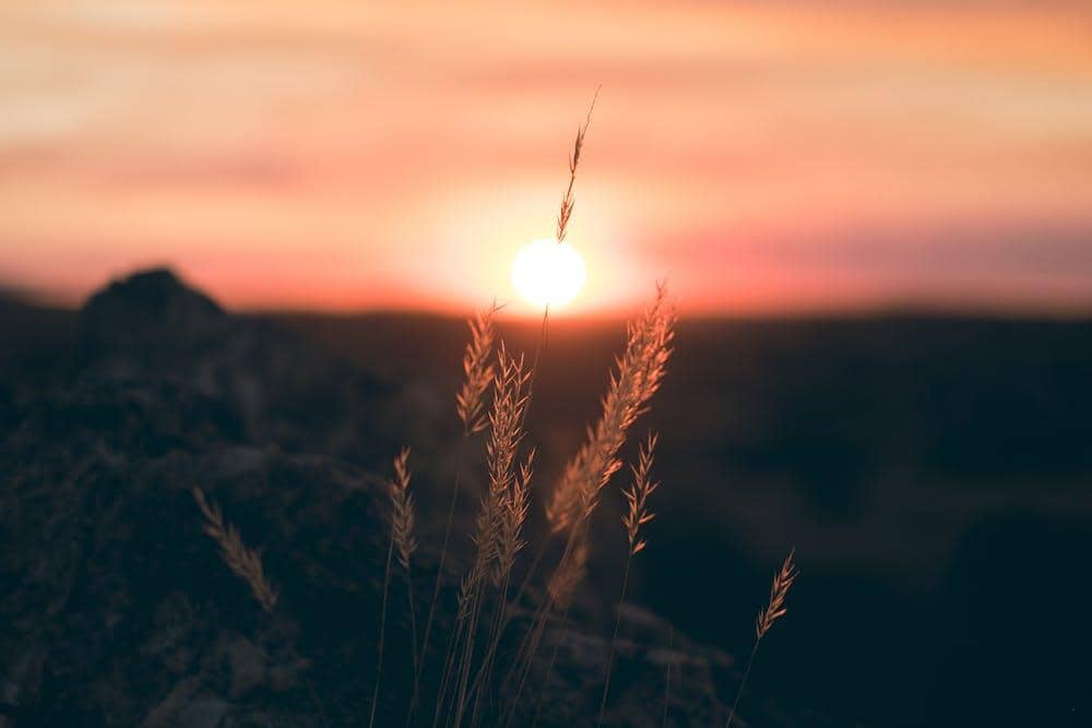 pexels.com/micah-boerma