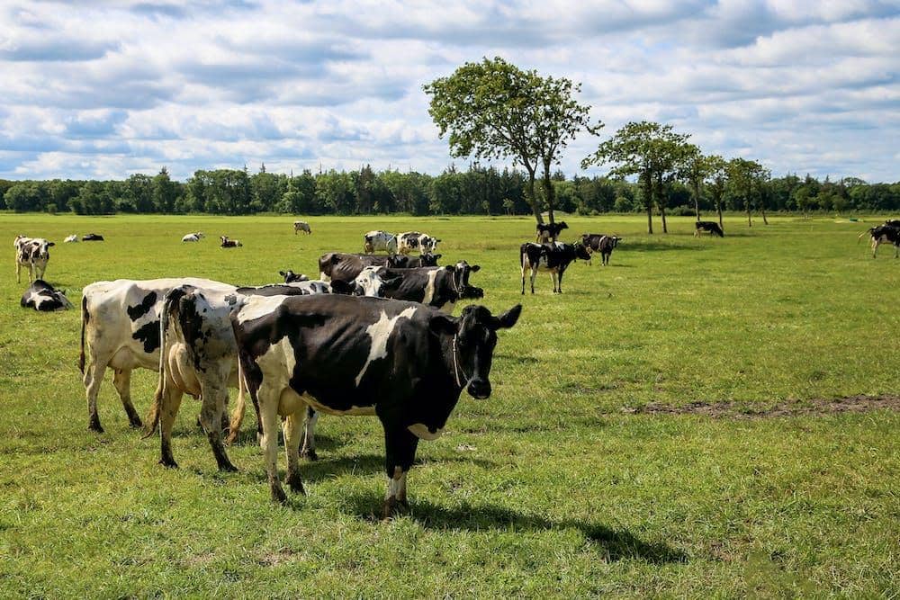 Pexels.com/Carina Chowanek