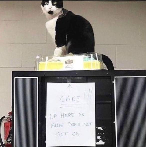 instagram.com/iamcringeok