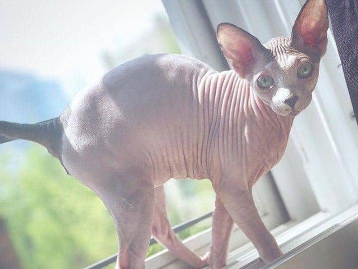 Instagram.com/bambam1a