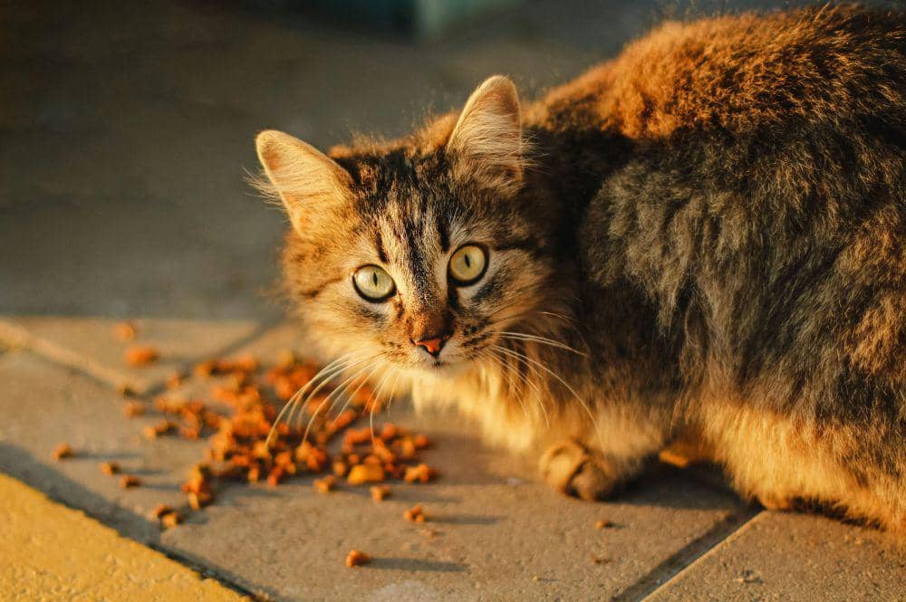 5 Cara Memilih Makanan Kucing yang Tepat, Berikan yang Terbaik!
