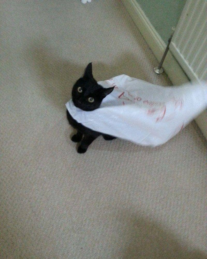 reddit.com/Taylor_Kittenface