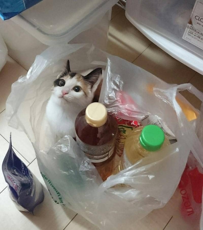 icanhas.cheezburger.com