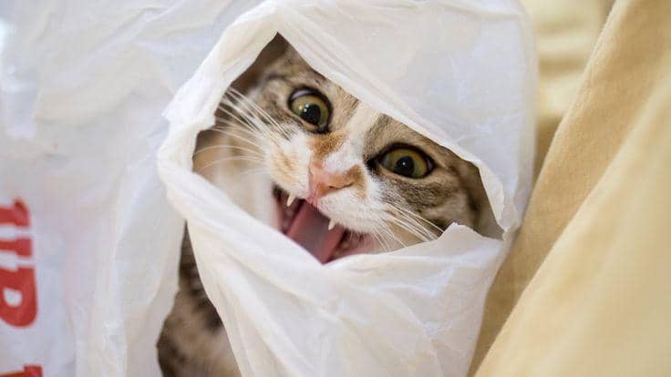 reddit.com/iva watson