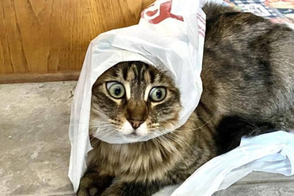 reddit.com/Violet_Chrysanthemum