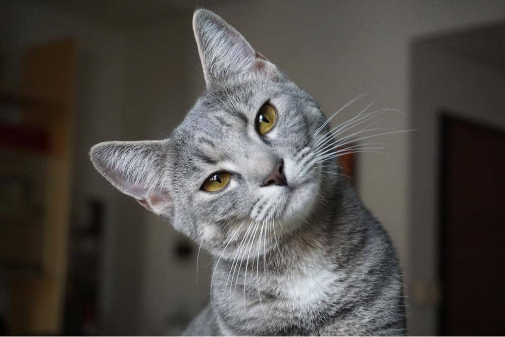 pixabay.com/@sandrobolo