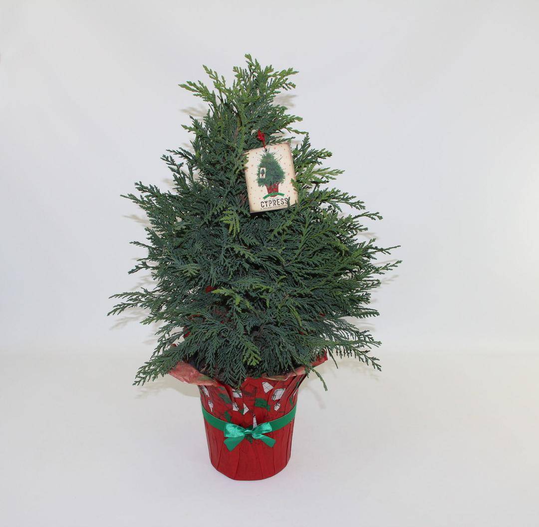 pinerytree.com