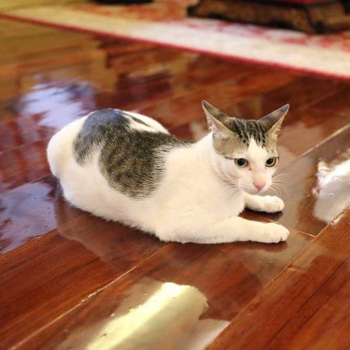 instagram.com/prabowo