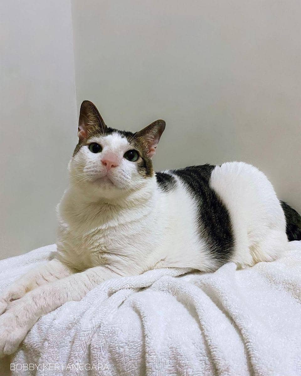 instagram.com/bobbythek4t_prabowo