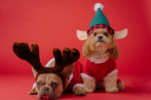 12 Potret Gemas Binatang Memakai Kostum Khas Natal, Imut Maksimal!