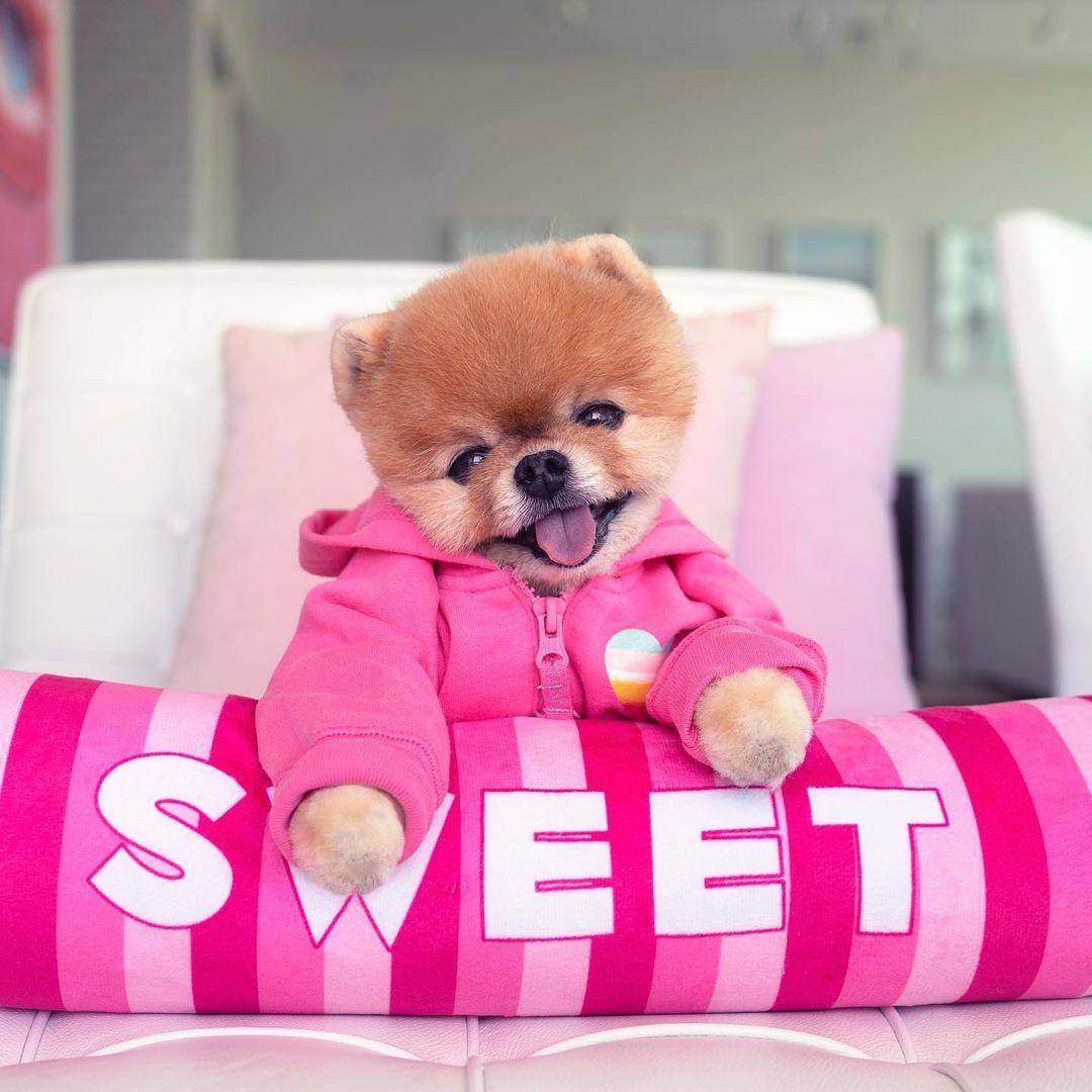 instagram.com/jiffpom