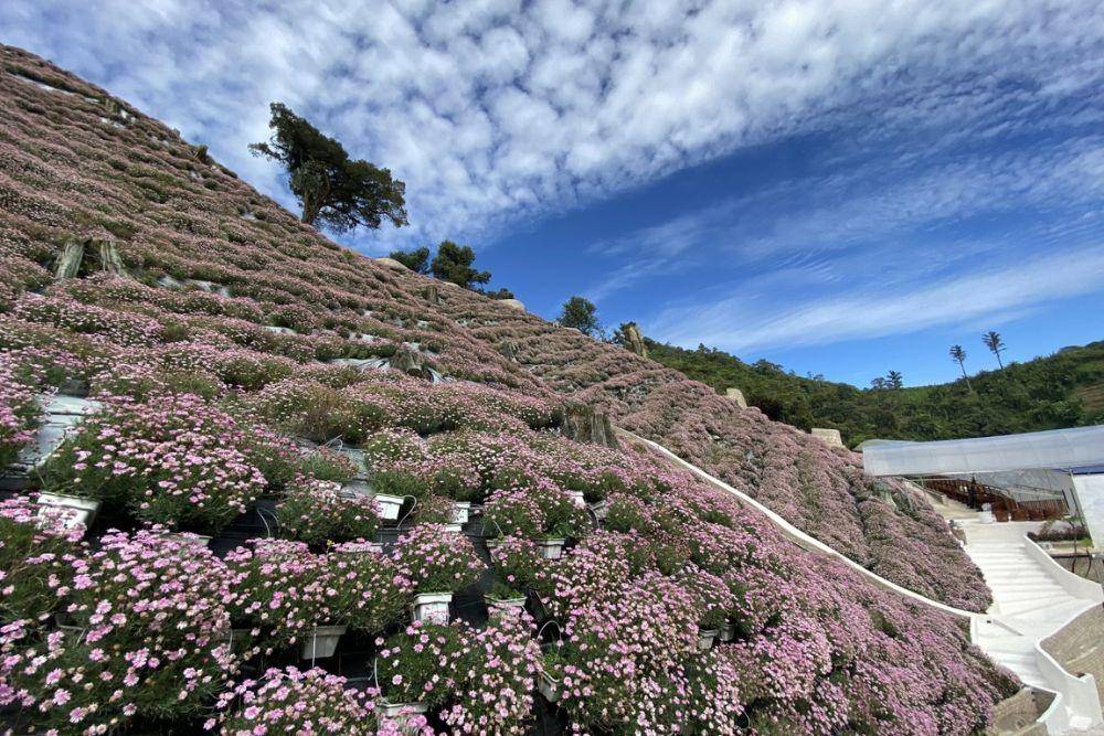 10 Objek Wisata di Cameron Highlands Malaysia, Menarik!