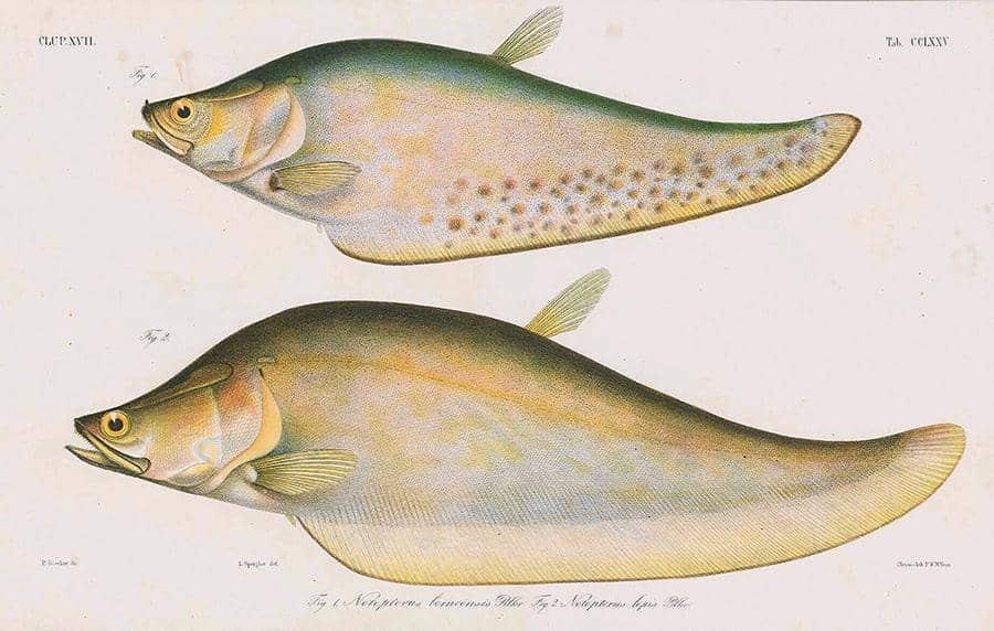 biodiversitylibrary.org