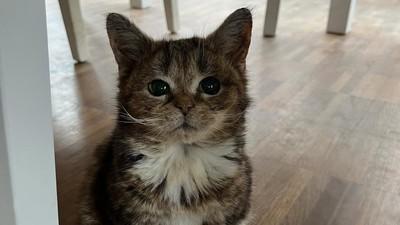 Viral di Medsos, Inilah Francis Si Kucing Kerdil Pengidap Dwarfisme
