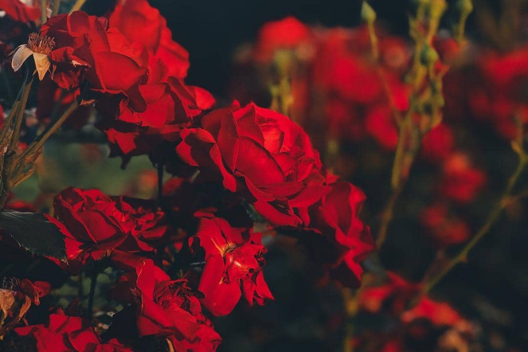 Unsplash.com/Slava Stupachenko