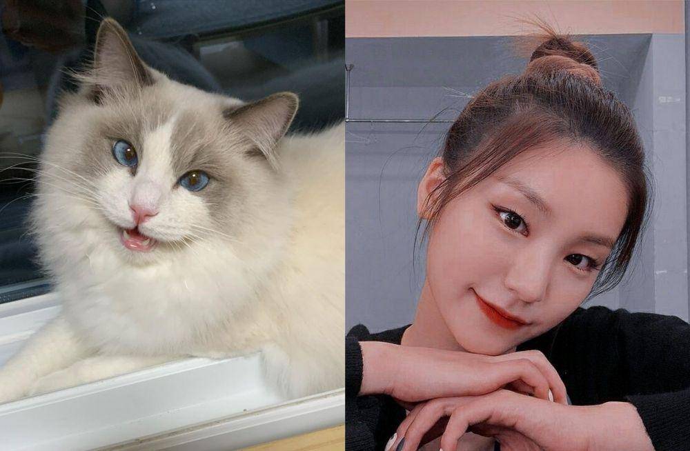 Kiyowo Banget, Ini 10+ Potret Selebriti Korea yang Mirip dengan Kucing