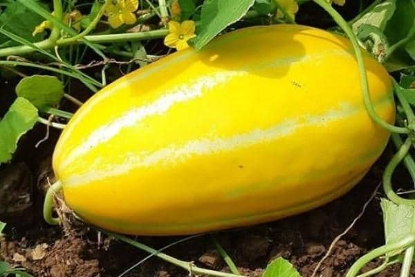 Instagram.com/explore_serang