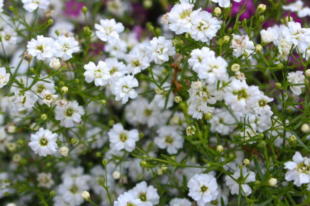 The Old Farmer's Almanac