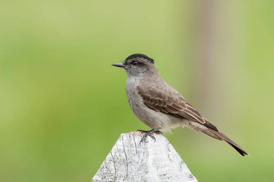 iNaturalist Australia