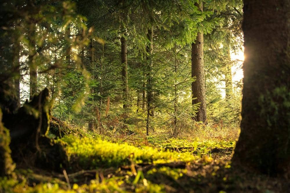 Pexels.com/Nejc Košir