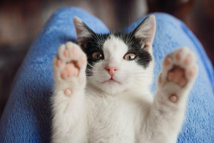 8 Ciri-Ciri Kucing Betina Sedang Berahi, Kenali, Yuk!