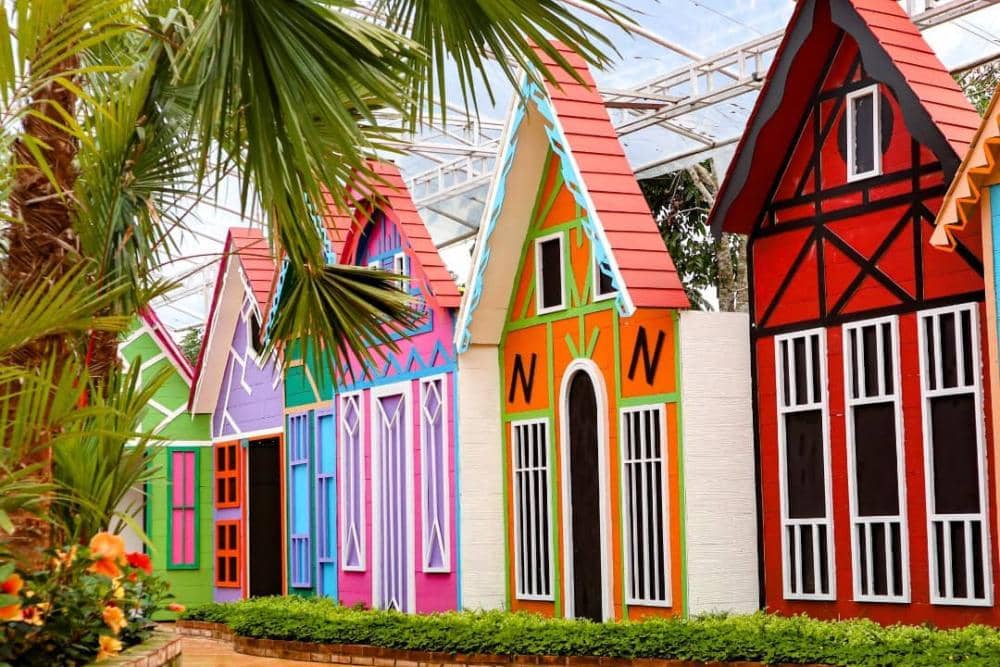 instagram.com/newcelosia