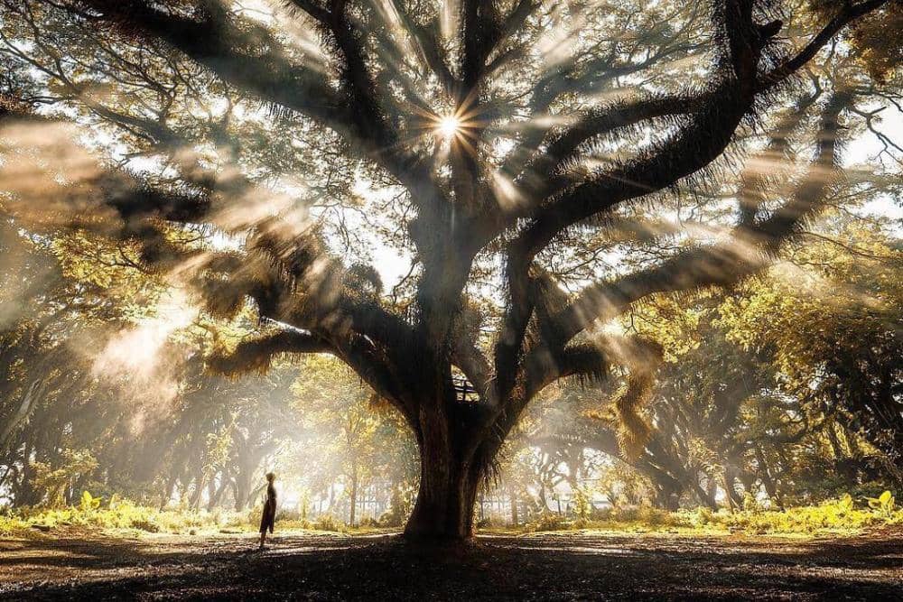 instagram.com/furstset