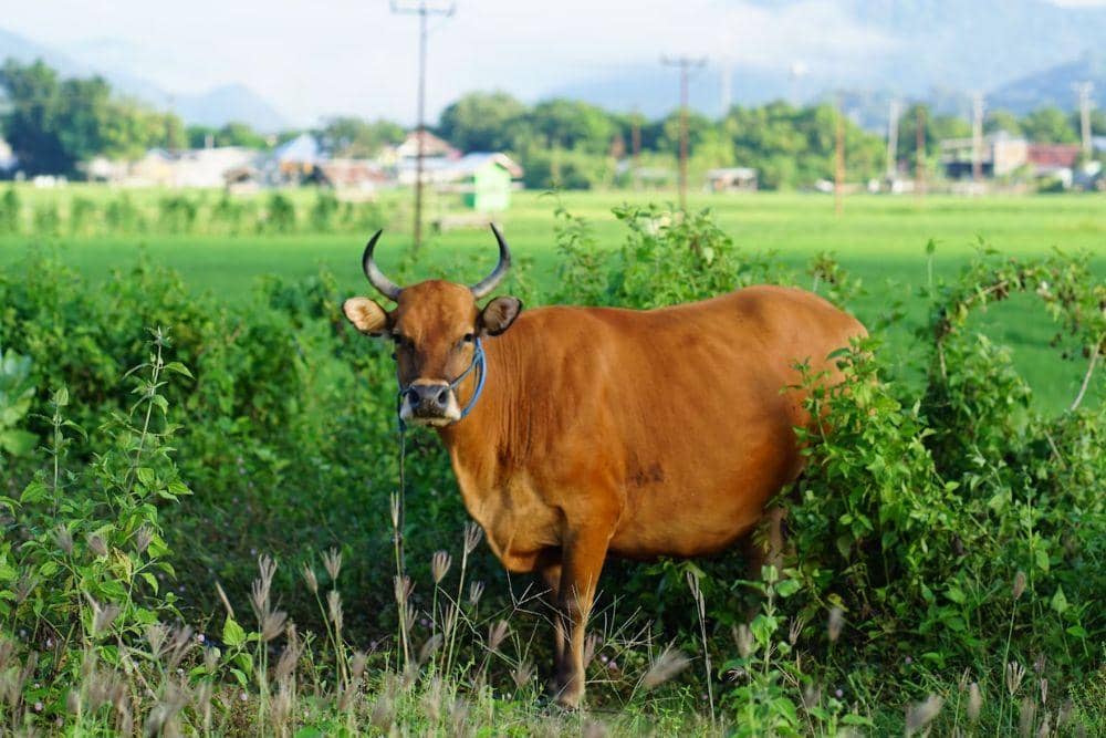 unsplash.com/taliwang_mengaji