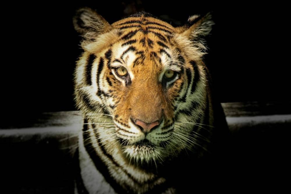 pexels.com/Sayantan Kundu