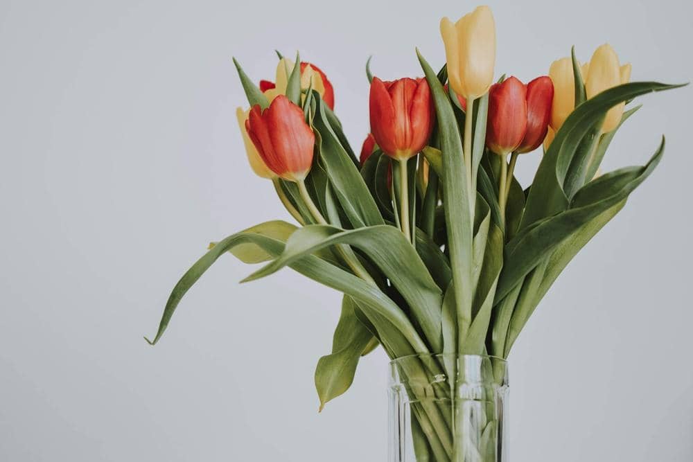 Pexels.com/lil artsy